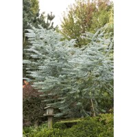 Eukalyptus - Eucalyptus cinerea -15/20cm