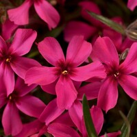 Flox šidlolistý - Phlox subulata ´Scarlet Flame´ Co13