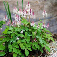 Tiarella ´Pink Skyrocket´ Co1,5L
