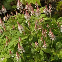 Tiarella ´Pink Skyrocket´ Co1,5L