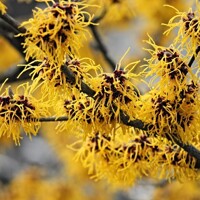 Hamamel prostredný -  Hamamelis intermedia ´Westerstede - 40/60cm