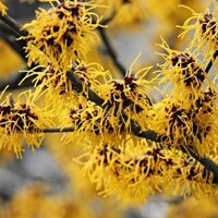 Hamamel prostredný -  Hamamelis intermedia ´Arnold Promise´ Co4L