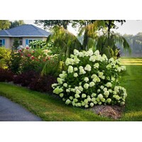 Hortenzia metlinatá - Hydrangea paniculata 'Little Lime'  -15/20cm
