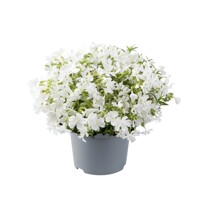 Flox šidlolistý - Phlox subulata ´Fabulous White´
