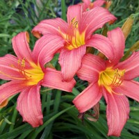?aliovka – Hemerocallis ´Pink Damask´