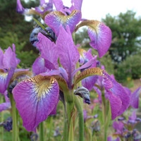 Iris sibirica ´Sparkling Rose´
