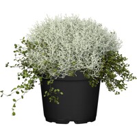 Muehlenbeckia P13