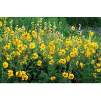 Kuklík - Geum chiloense ´Lady Stratheden´ Co1,5L