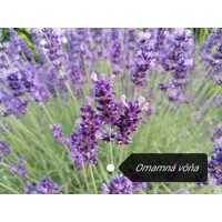 Levanduľa úzkolistá  -  Lavandula angustifolia 'Hidcote Blue'  P13