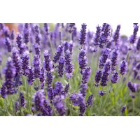 Levanduľa úzkolistá  -  Lavandula angustifolia 'Hidcote Blue'  P13