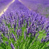 Levanduľa úzkolistá  -  Lavandula angustifolia 'Hidcote Blue'  P13