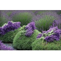 Levanduľa úzkolistá  -  Lavandula angustifolia 'Hidcote Blue'  P13