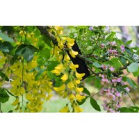 Štedrec Adamov- Laburnocytisus adamii - 60/80cm