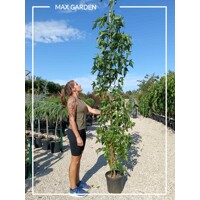 Liquidambar styraciflua ´Slender Silhouette´ – ambrovník styraxový | Úzky stĺpovitý strom