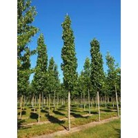 Liquidambar styraciflua ´Slender Silhouette´ – ambrovník styraxový | Úzky stĺpovitý strom