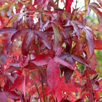 Liquidambar styraciflua ´Slender Silhouette´ – ambrovník styraxový | Úzky stĺpovitý strom