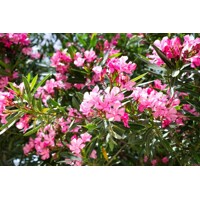 Oleander oby?ajný  - Nerium oleander - Pink -60/80cm