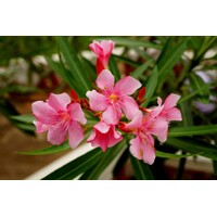 Oleander oby?ajný  - Nerium oleander - Pink -60/80cm