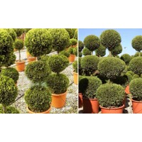 Cyprusovec leylandský  - Cupressocyparis leylandii ´Castlewellan Gold´  Co15L 80/100  POM POM