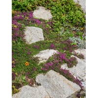 Dúška včasná - Thymus praecox ´Coccineus´  K9