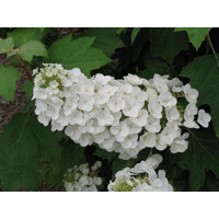 Hortenzia dubolistá -  Hydrangea quercifolia ´Alice´ - 30/40cm