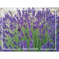 Levandu?a úzkolistá  -  Lavandula angustifolia 'Hidcote Blue'