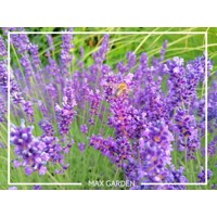 Levandu?a úzkolistá  -  Lavandula angustifolia 'Hidcote Blue'