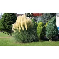 Pampová tráva - Cortaderia selloana ´Evita´