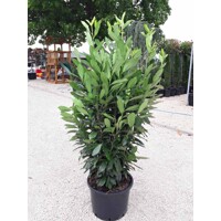 Vavrínovec lekársky - Prunus laurocerasus ´Elly´ 100+ Co5L
