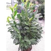 Vavrínovec lekársky - Prunus laurocerasus ´Elly´ 100+ Co5L