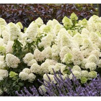 Hortenzia metlinatá - Hydrangea paniculata ´Skyfall´ - 50/70cm
