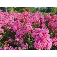 Myrta krepová ružová- Lagerstroemia indica ´Eveline´ Co5L