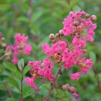 Myrta krepová ružová- Lagerstroemia indica ´Eveline´ Co5L