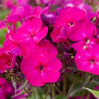 Flox metlinatý - Phlox paniculata ´Famous Magenta´