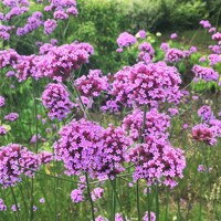 Železník argentínsky - Verbena bonariensis
