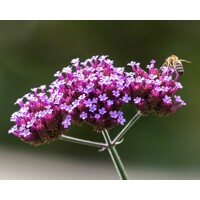 Železník argentínsky - Verbena bonariensis