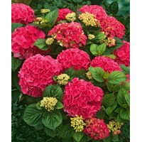 Hortenzia kalinolistá - Hydrangea macrophylla ´Masja´ Co3L 25/30