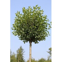 Viš?a krovitá - Prunus fruticosa 'Globosa' -na 200cm kmeni 10-12 cm