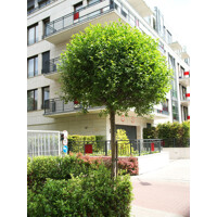 Viš?a krovitá - Prunus fruticosa 'Globosa' -na 200cm kmeni 10-12 cm