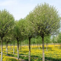 Viš?a krovitá - Prunus fruticosa 'Globosa' -na 200cm kmeni 10-12 cm