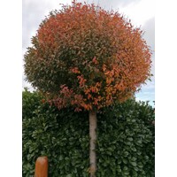 Viš?a krovitá - Prunus fruticosa 'Globosa' -na 200cm kmeni 10-12 cm