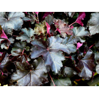 Heuchera micrantha ’Palace Purple’ Co13