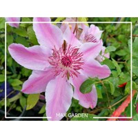 Plamienok - Clematis 'Nelly Moser' - 60/80cm