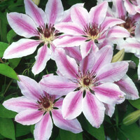 Plamienok - Clematis 'Nelly Moser' - 60/80cm