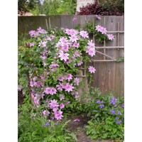 Plamienok - Clematis 'Nelly Moser' - 60/80cm