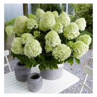 Hortenzia metlinatá - Hydrangea paniculata 'Little Spooky´ 25/35cm
