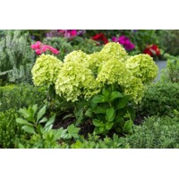 Hortenzia metlinatá - Hydrangea paniculata 'Little Spooky´ 25/35cm