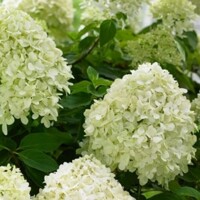 Hortenzia metlinatá - Hydrangea paniculata 'Little Spooky´ 25/35cm