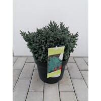 Borievka šupinatá - Juniperus squamata 'Blue Star' - 15/20cm