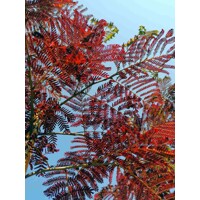 Albízia - Albizia julibrissin ´SUMMER CHOCOLATE´ - 160+cm